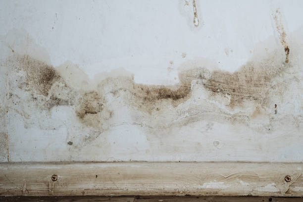 Mold Documentation for Insurance Claims in Indiana, PA